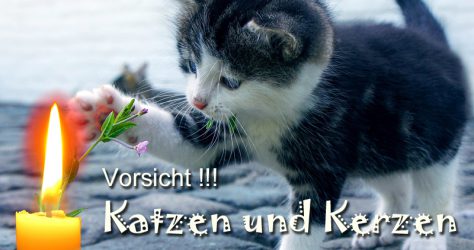 Katzen und Kerzen