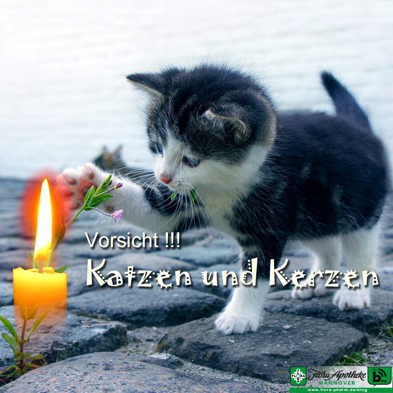 Katzen und Kerzen