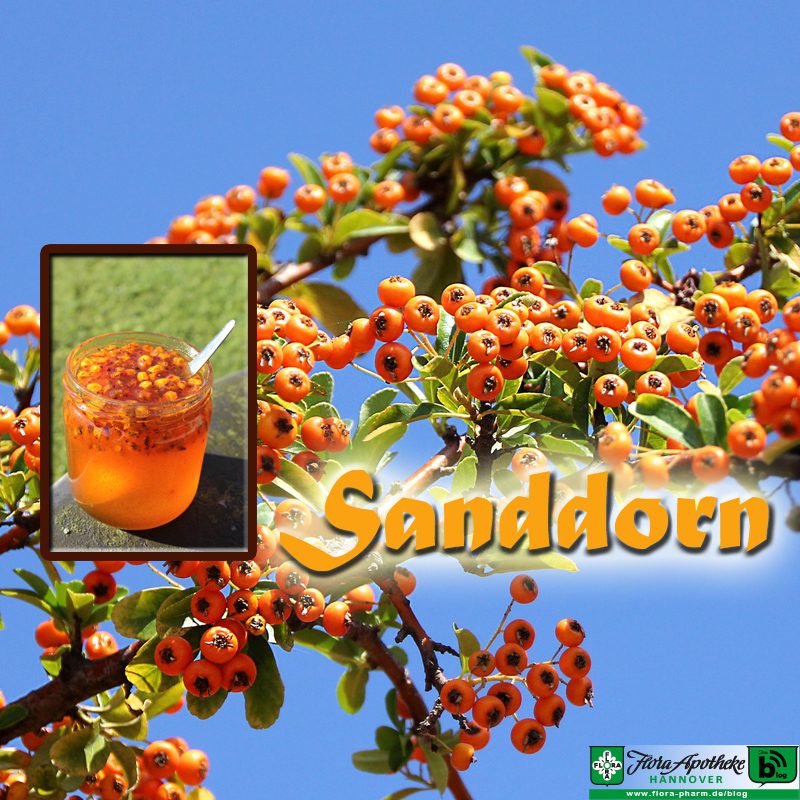 Sanddorn