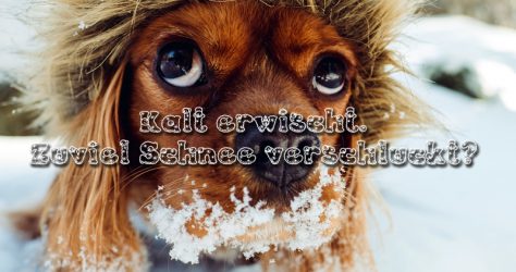 Zu viel Schnee verschluckt - Hundemagen