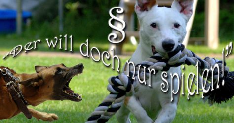 Der will doch nur spielen