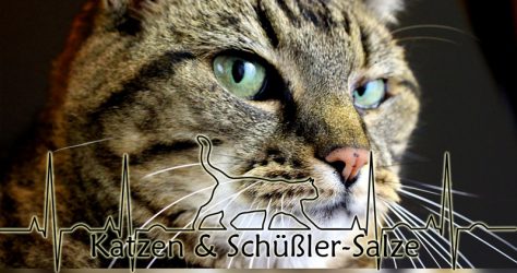 Schüßler-Salze für Katzen