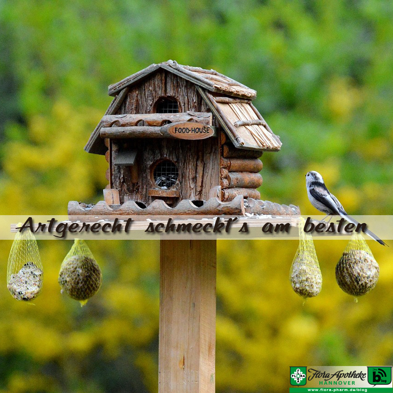 Vögel füttern - aber artgerecht