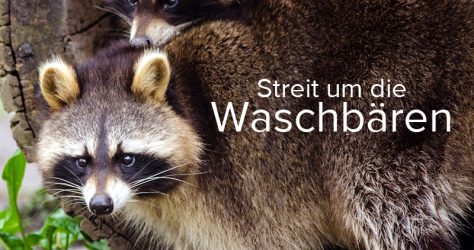 Waschbären