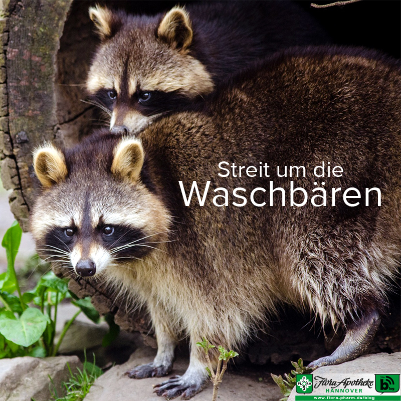 Waschbären