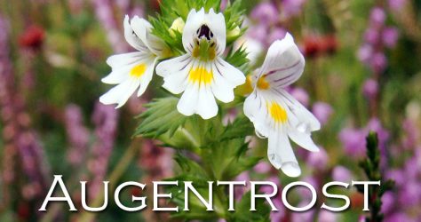 Augentrost