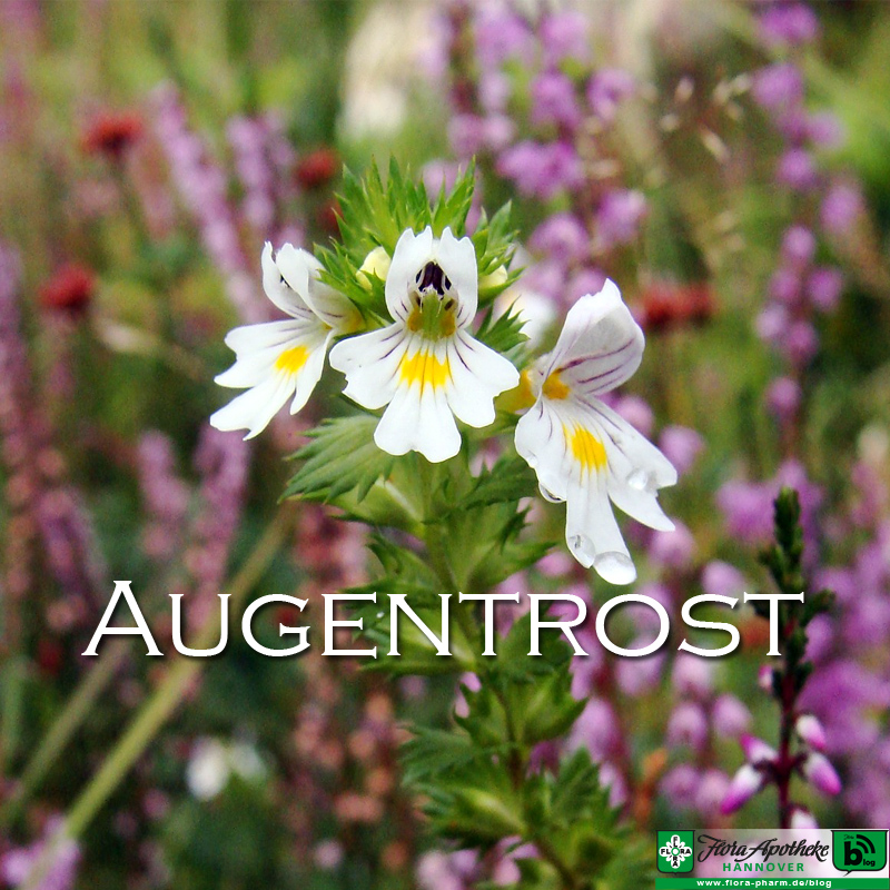 Augentrost