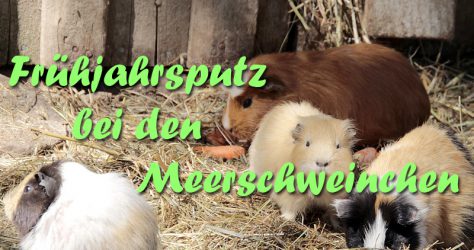 Meerschweinchen Gehege reinigen