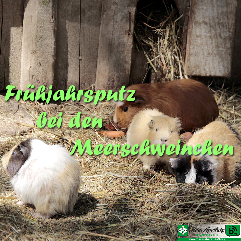 Meerschweinchen Gehege reinigen