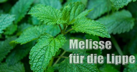 Melisse bei Lippenbläschen Herpes