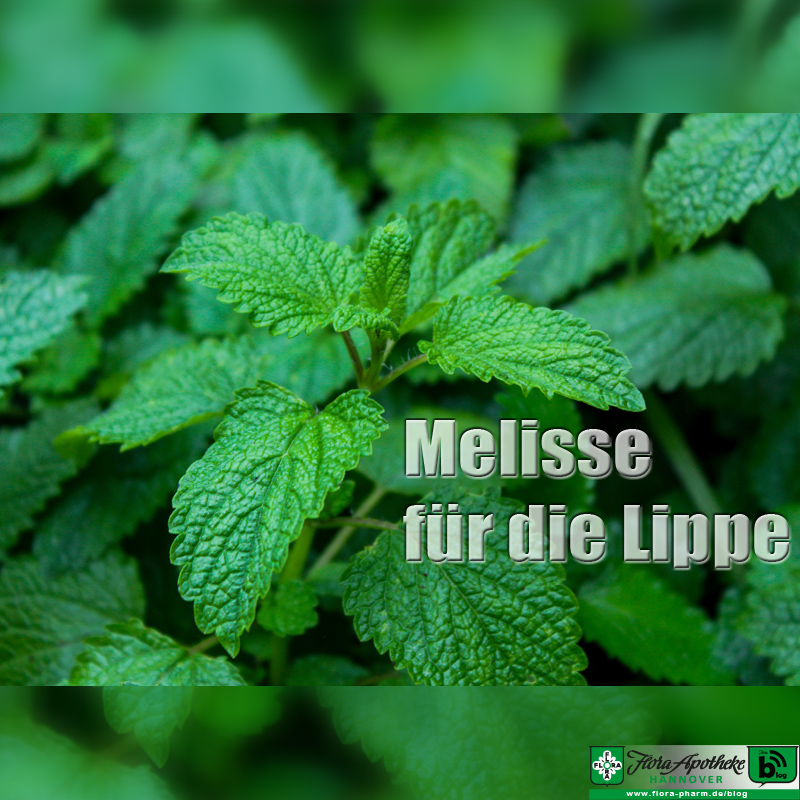 Melisse bei Lippenbläschen Herpes