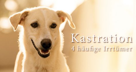 Hund kastrieren - Irrtümer faq