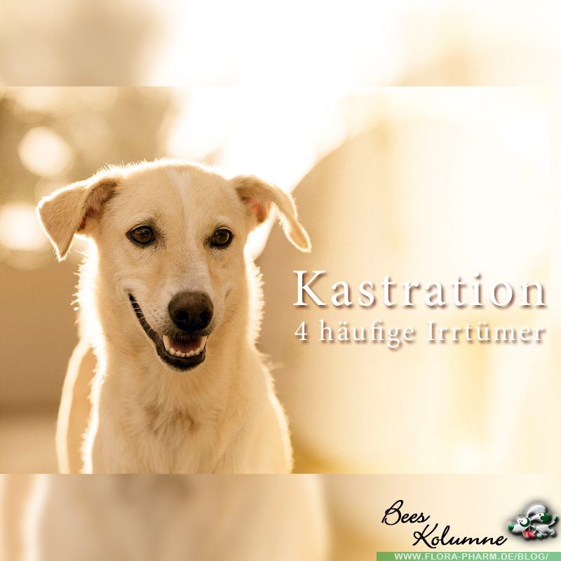 Hund kastrieren - Irrtümer faq