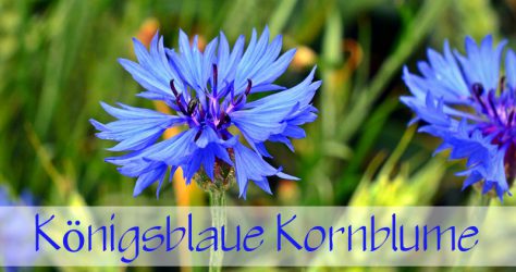 Kornblume