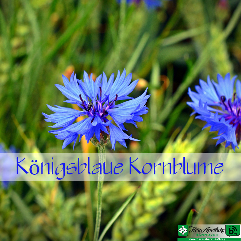 Kornblume