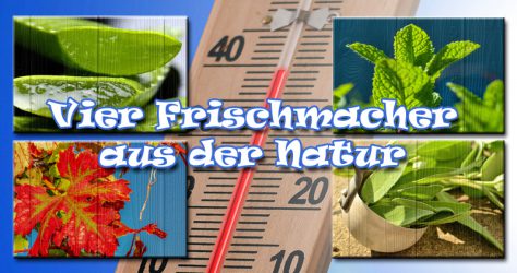 4 Frischmacher: Aloe Vera, Pfefferminze, Weinlaub, Salbei