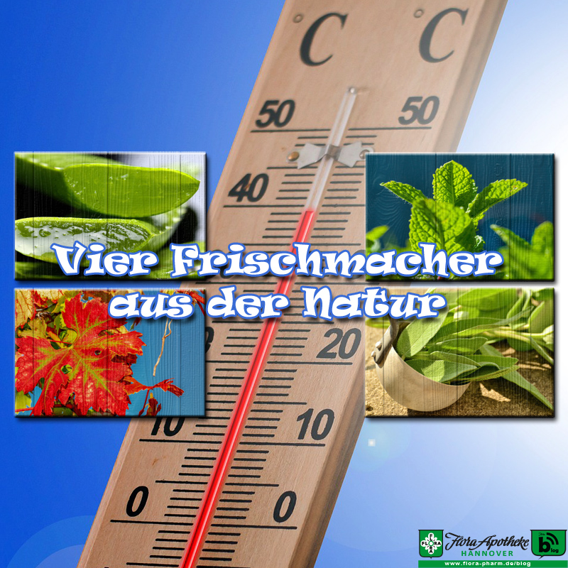 4 Frischmacher: Aloe Vera, Pfefferminze, Weinlaub, Salbei