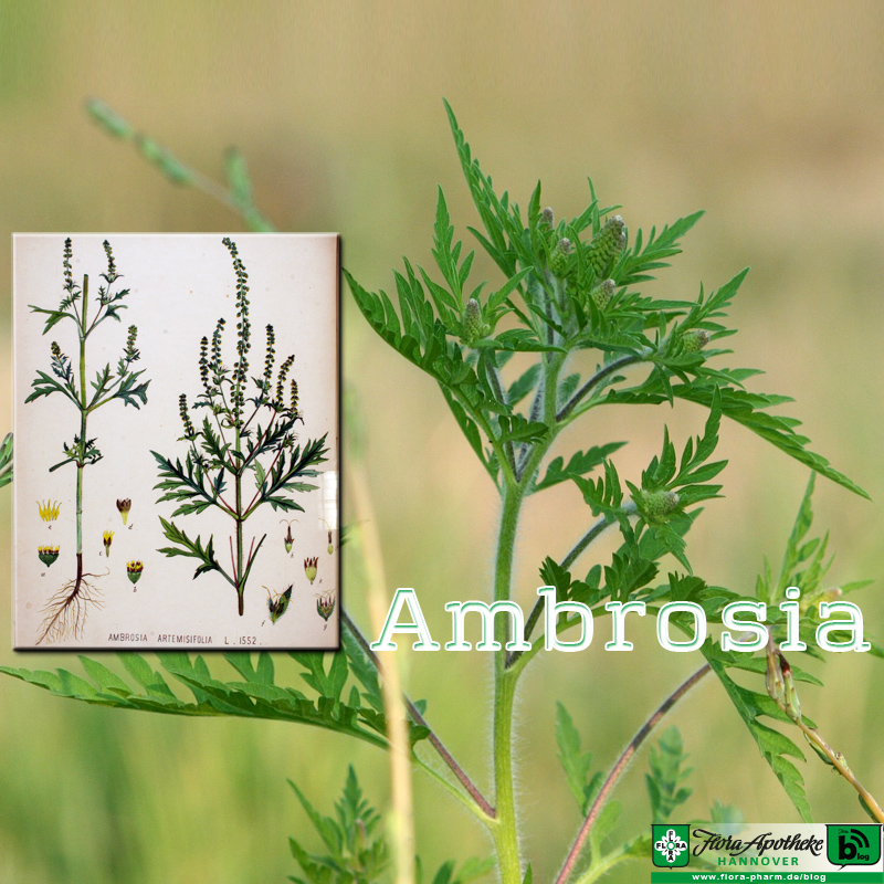 Ambrosia