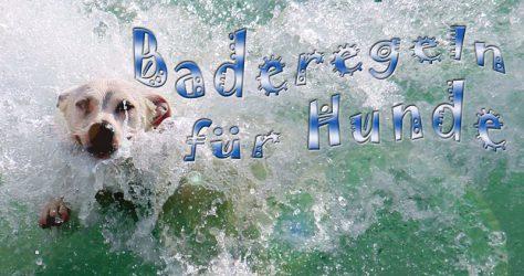 Baderegeln für Hunde