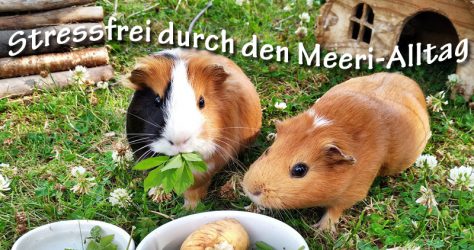 Stressfreie Meerschweinchen