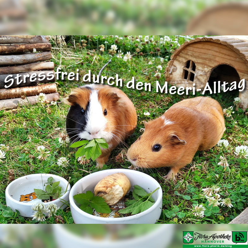 Stressfreie Meerschweinchen