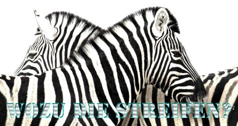 Zebra - Zebrastreifen