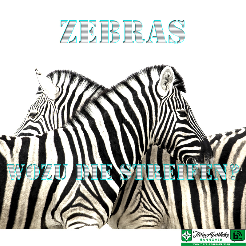 Zebra - Zebrastreifen