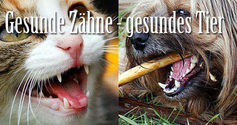 Haustier Zahngesundheit