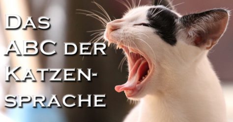 Katzensprache