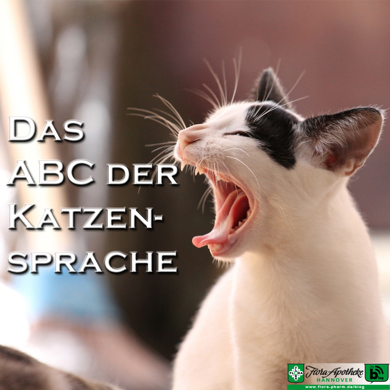 Katzensprache