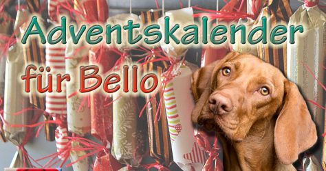 Adventskalender für den Hund basteln