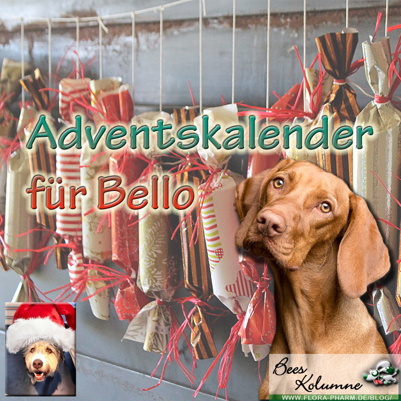 Adventskalender für den Hund basteln