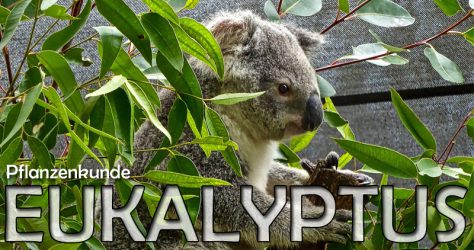 Eukalyptus