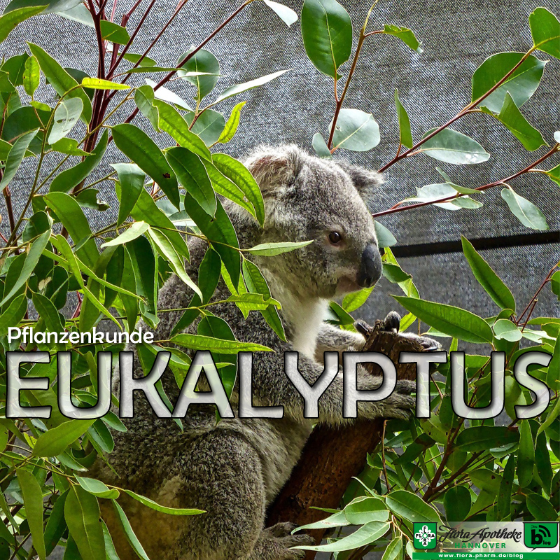 Eukalyptus