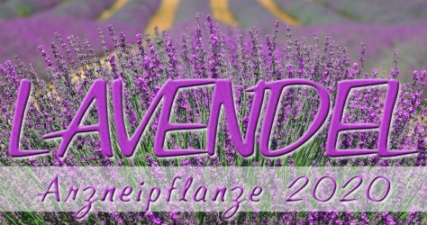 Lavendel