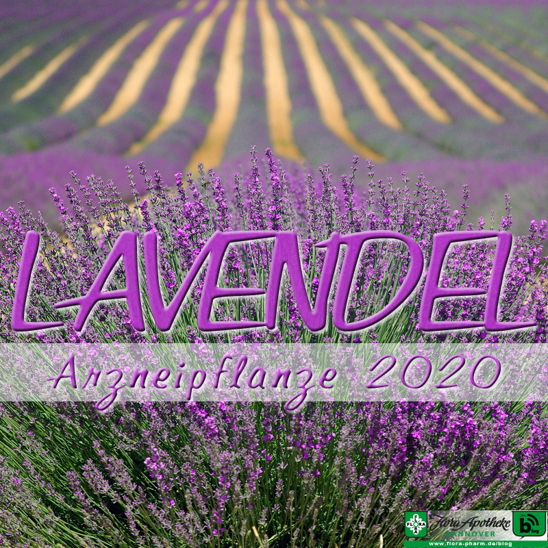 Lavendel