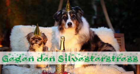 Silvester mit Haustieren