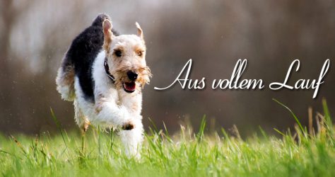 Hund Lauf Rumtollen Zerrung Prellung