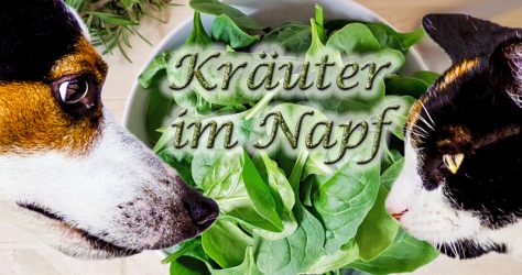 Kräuter im Napf