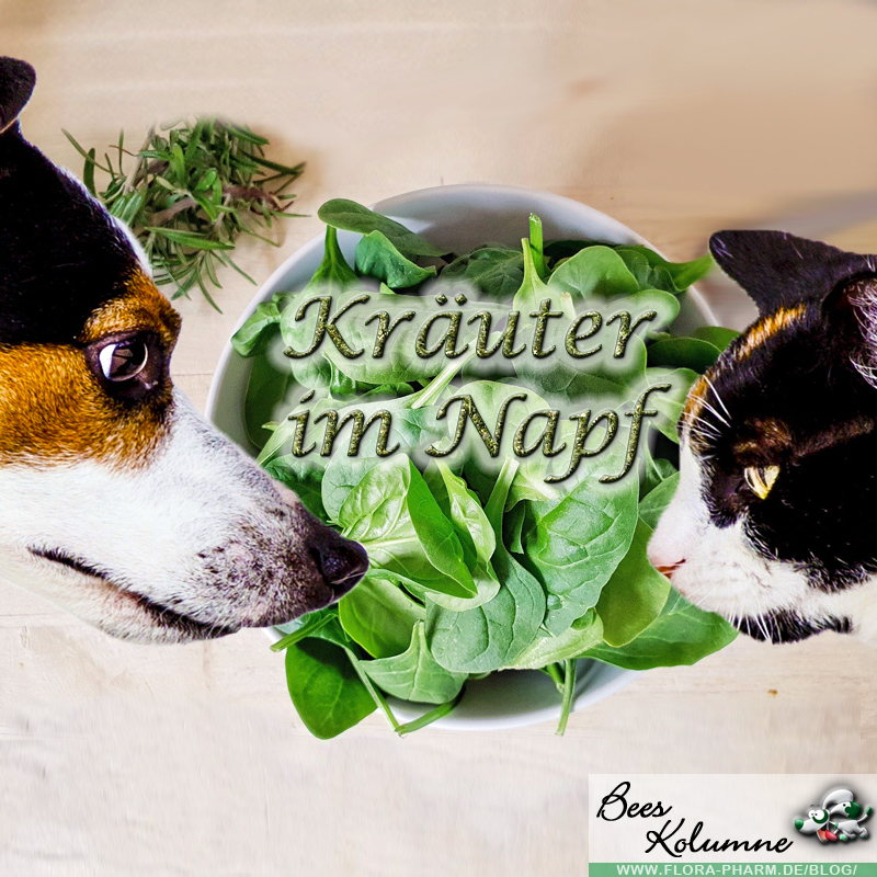 Kräuter im Napf