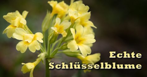 Echte Schlüsselblume