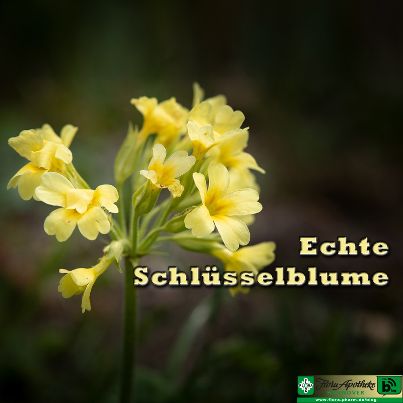 Echte Schlüsselblume