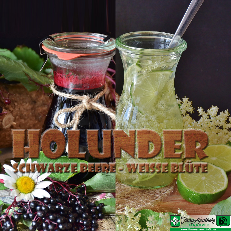 Holunder (Beere & Blüte)