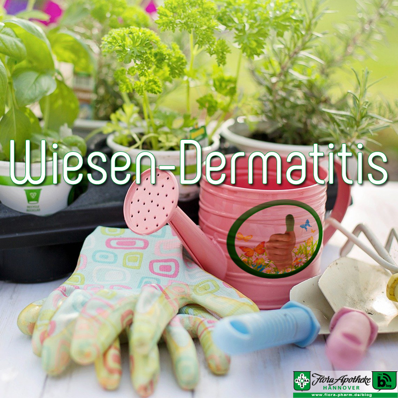 Wiesen-Dermatitis