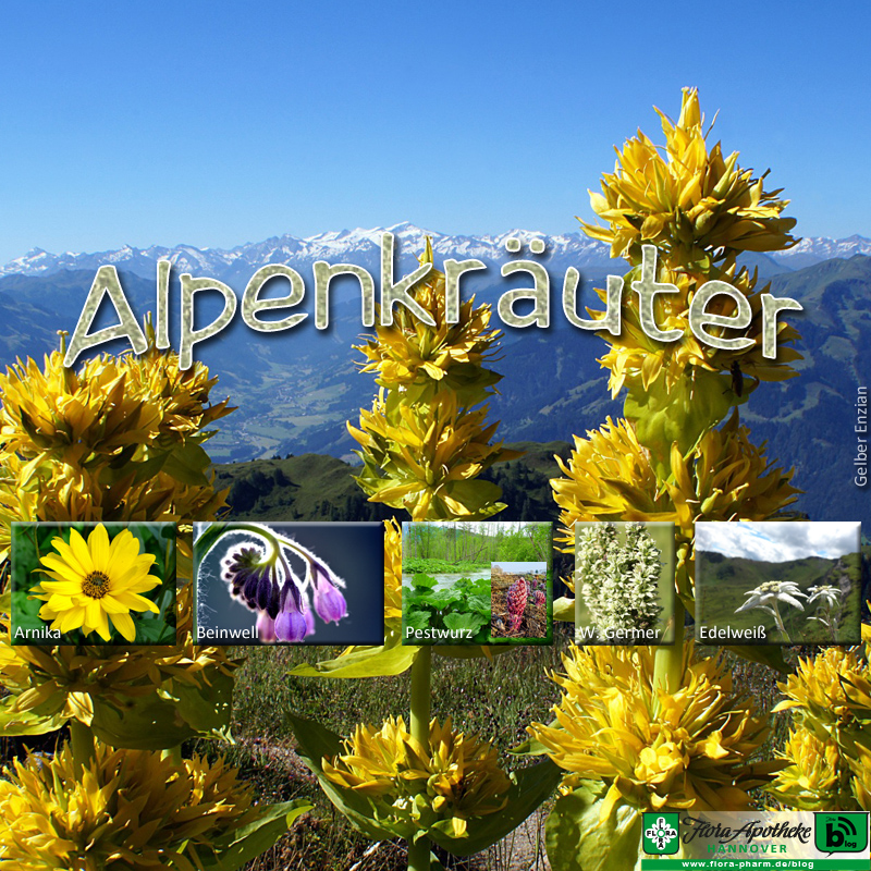 Alpenkräuter