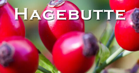 Hagebutte