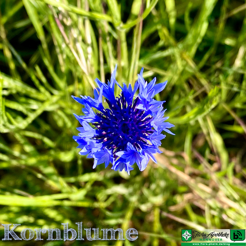 Kornblume