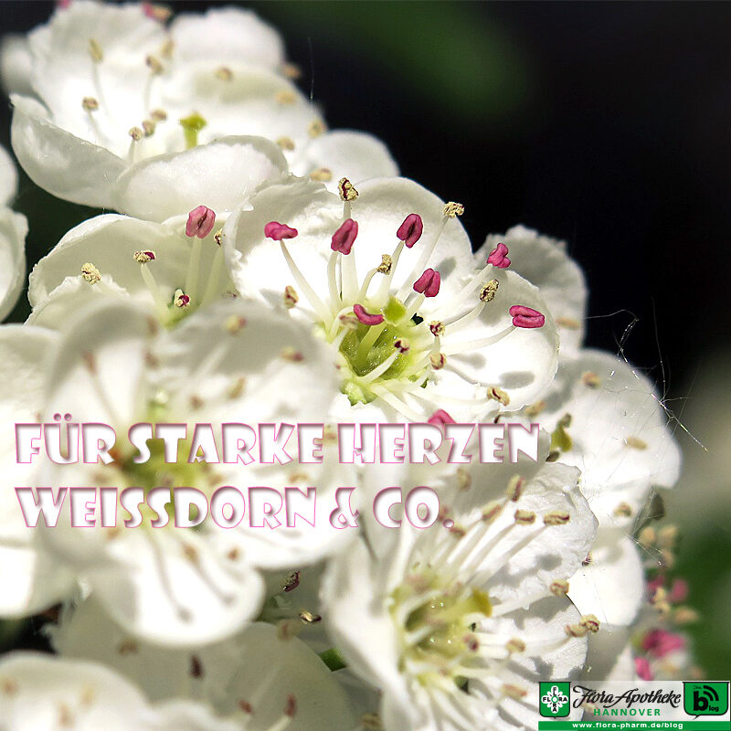 Fur Starke Herzen Weissdorn Und Co Flora Apotheke Hannover