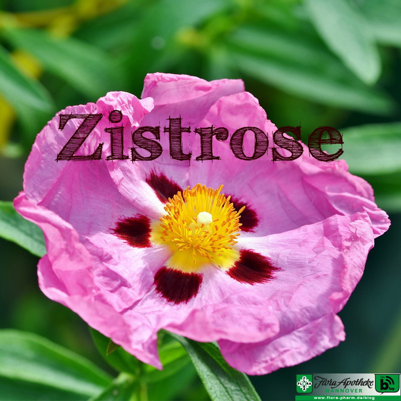 Zistrose