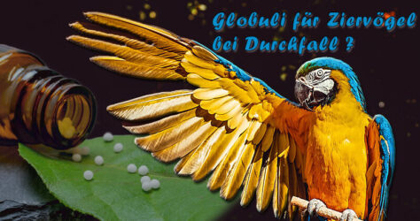 Globuli für Ziervögel bei Durchfall